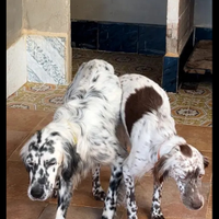 Cuccioli setter