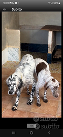 Cuccioli setter