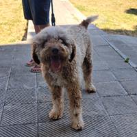 Billy : incrocio lagotto - spinone