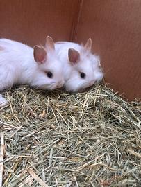 Cuccioli di coniglio nano