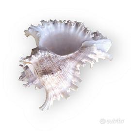 Conchiglia Murice Ramificato 16cm Chicoreus ramoso