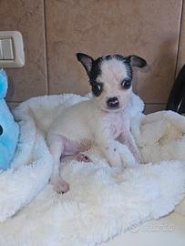 Chihuahua toy