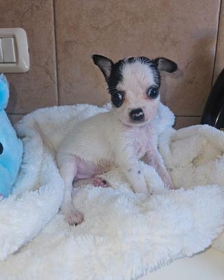 Chihuahua toy