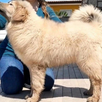 Tibetan mastiff