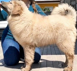 Tibetan mastiff