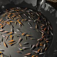 Medaka Oryzias Latipes