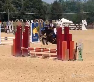 Super Pony 135 cm