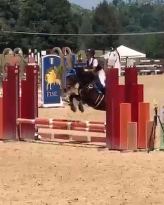 Super Pony 135 cm