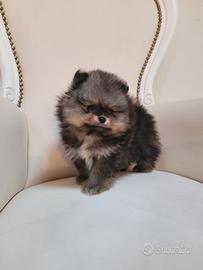 Maschietto pomerania