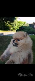 Volpino di pomerania