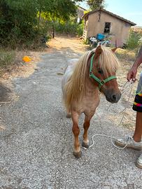 mini pony