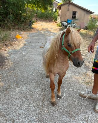 mini pony