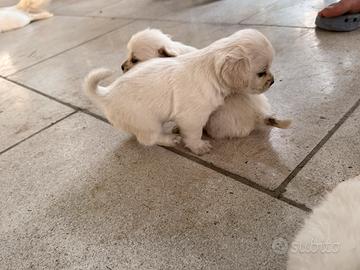 Cuccioli meticci