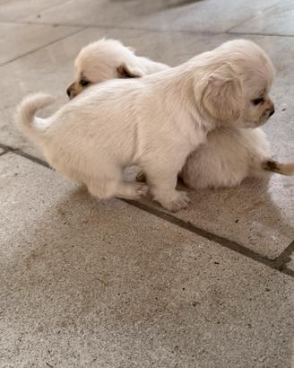 Cuccioli meticci