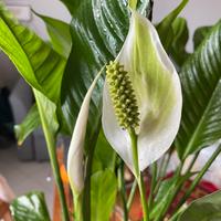 Pianta BABY Spathiphyllum