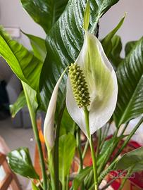 Pianta BABY Spathiphyllum