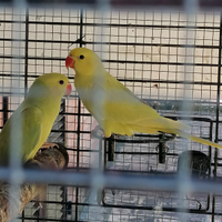 Parrocchetti dal collare