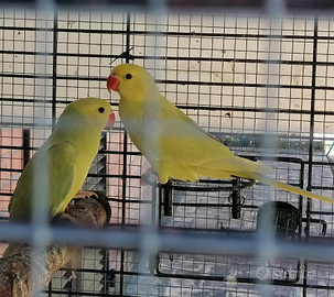 Parrocchetti dal collare