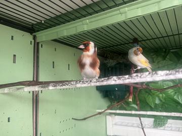 Cardellini Mayor anni 2025