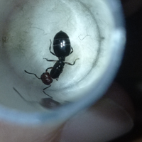 Regine e piccole colonie di formiche