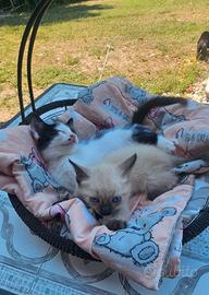 cucciola di gattina Siamese