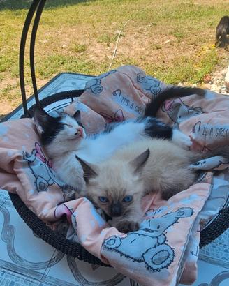 cucciola di gattina Siamese