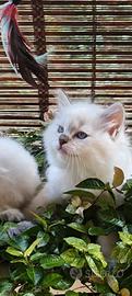 Piccolo Ragdoll