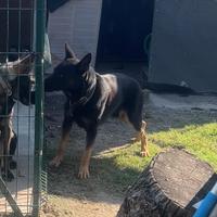 Pastore tedesco disponibile per monta