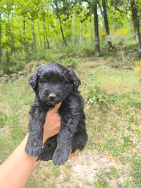 Pastore Apuano × Lagotto Romagnolo