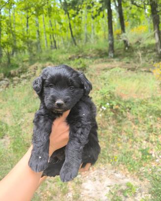 Pastore Apuano × Lagotto Romagnolo
