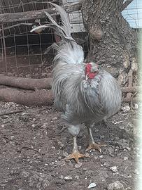 Gallo