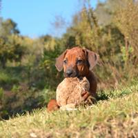 Cucciola di Rhodesian Ridgeback