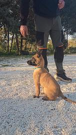 Cuccioli Pastore Belga Malinois