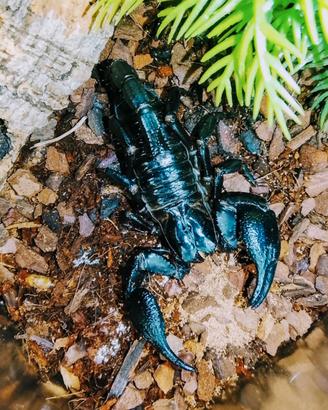 Scorpione ( heterometrus silenus )