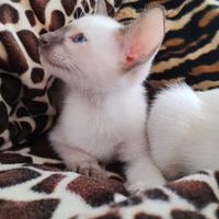 Siamese gattino purissima razza rara