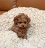 cuccioli-barboncini-mini-toy-maltipoo-mini