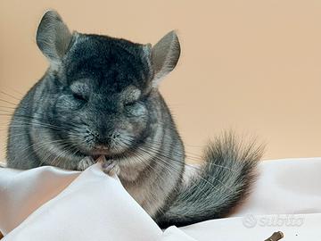 Cuccilo Cincillà Chinchilla Portatore Angora