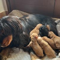 Cuccioli cocker spaniel inglese