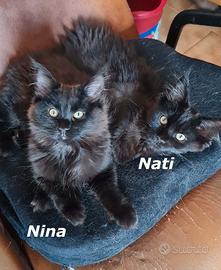 Maine Coon Cucciole con Pedegree anche APERTO