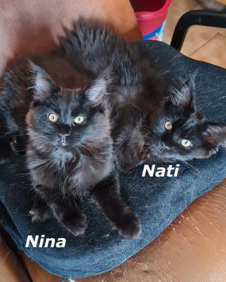 Maine Coon Cucciole con Pedegree anche APERTO