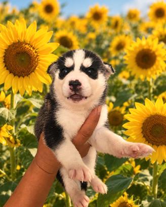 siberian husky