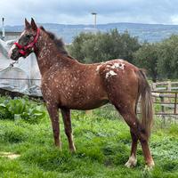 Cavalli appaloosa maschio