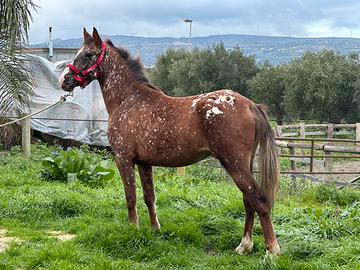 Cavalli appaloosa maschio