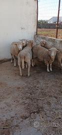 5 pecore merinos gravide