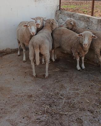 5 pecore merinos gravide