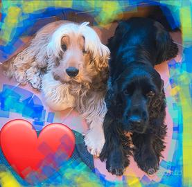 Riproduttori cocker spaniel inglese