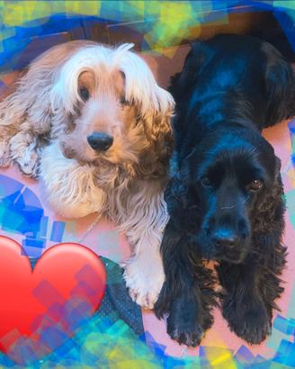 Riproduttori cocker spaniel inglese