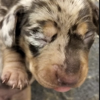 Bassotto femmina cioccolato arlecchino enci