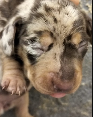 Bassotto femmina cioccolato arlecchino enci