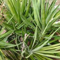 piante yucca
